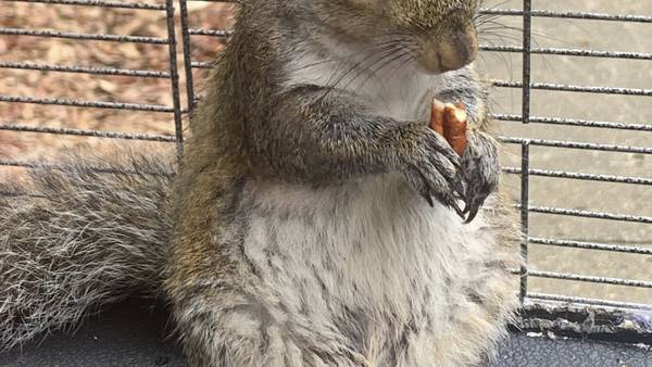 Man who owned ‘attack squirrel’ facing new charges