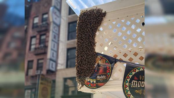 Thousands of bees removed from Times Square restaurant