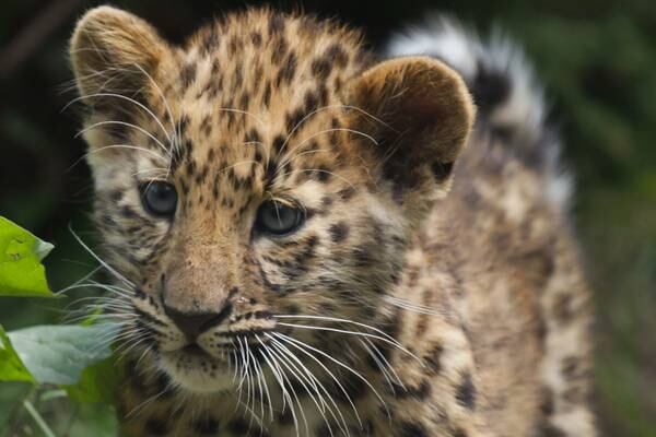 Endangered Amur leopard cubs born at St. Louis Zoo
