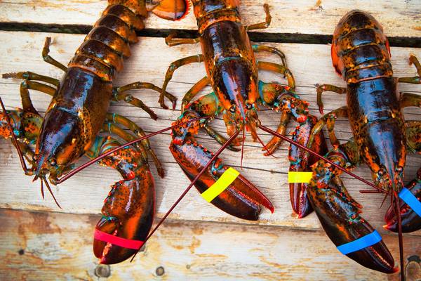 Lobster Mini-Season: What is It and What You Need to Know!
