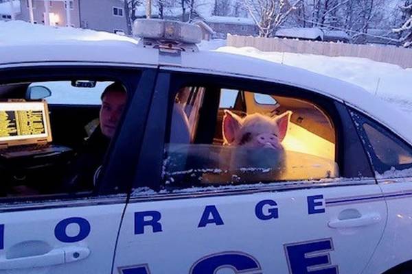 Elvis the pig: Anchorage police bring home the bacon from the cold