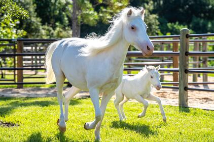 Walt Disney World Resort has welcomed the birth of more than 300 animal residents in 2023. Pixie the Shetland pony foal was born at Tri-Circle-D Ranch at Disney’s Fort Wilderness Resort & Campground. The new foal has already taken her first steps in training to one day join the Cinderella carriage team with her mom Lady and sister Lilly.  (Aaron Wockenfuss, Photographer)