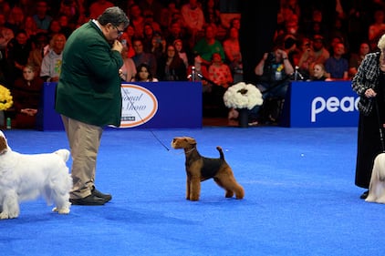 National Dog Show