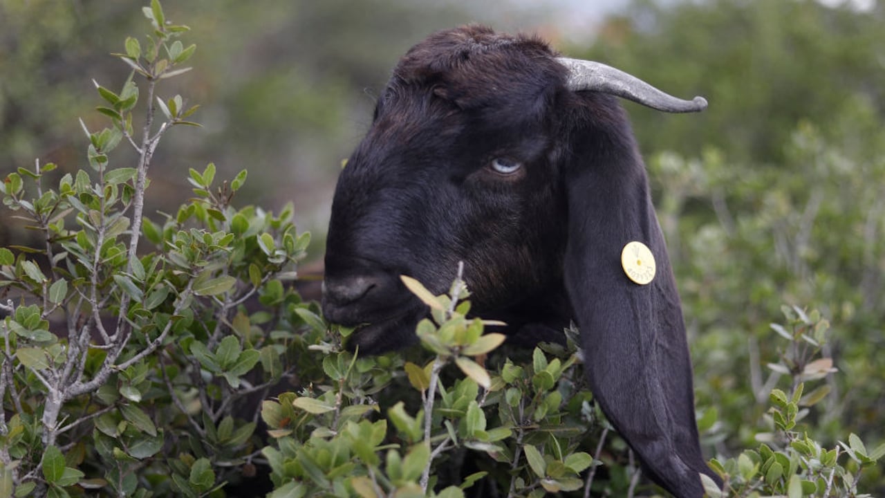 File photo. A goat hopped a fence in Detroit and startled residents in the area, causing one man to jump onto a car roof to avoid the animal.